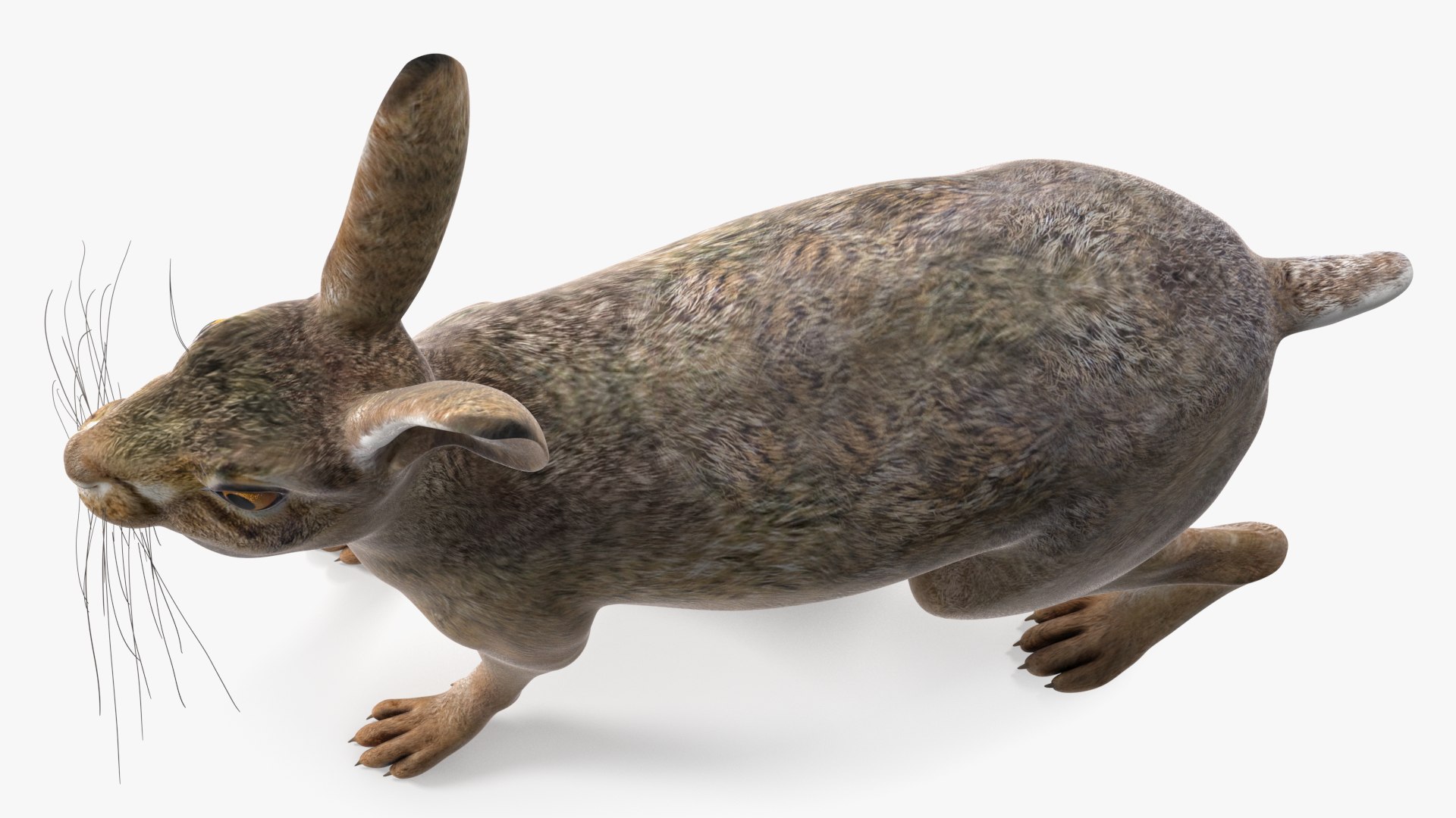 3D Jackrabbit Rigged - TurboSquid 2128330