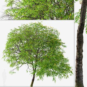 Set of Cassia leptophylla or Gold Medallion Tree