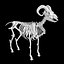 3D Rigged sheep skeleton