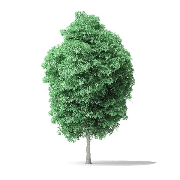 american basswood tree 8 3D