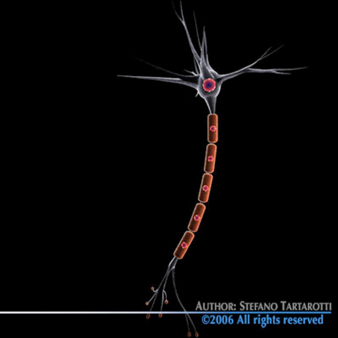 3d neuron cell https://p.turbosquid.com/ts-thumb/mO/NNLUIn/9rSNy09i/neurone9/jpg/1162644613/1920x1080/fit_q87/87e82d6e838c1b84bb2e0baa4108695c4af94b18/neurone9.jpg