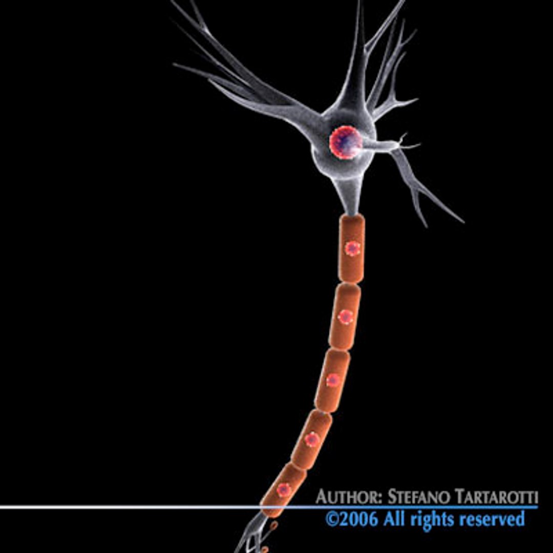 3d neuron cell https://p.turbosquid.com/ts-thumb/mO/NNLUIn/DH1yBsj3/neurone7/jpg/1162644601/1920x1080/fit_q87/22b6ae6a6af092b1461b922ede2315ecf65b1f87/neurone7.jpg