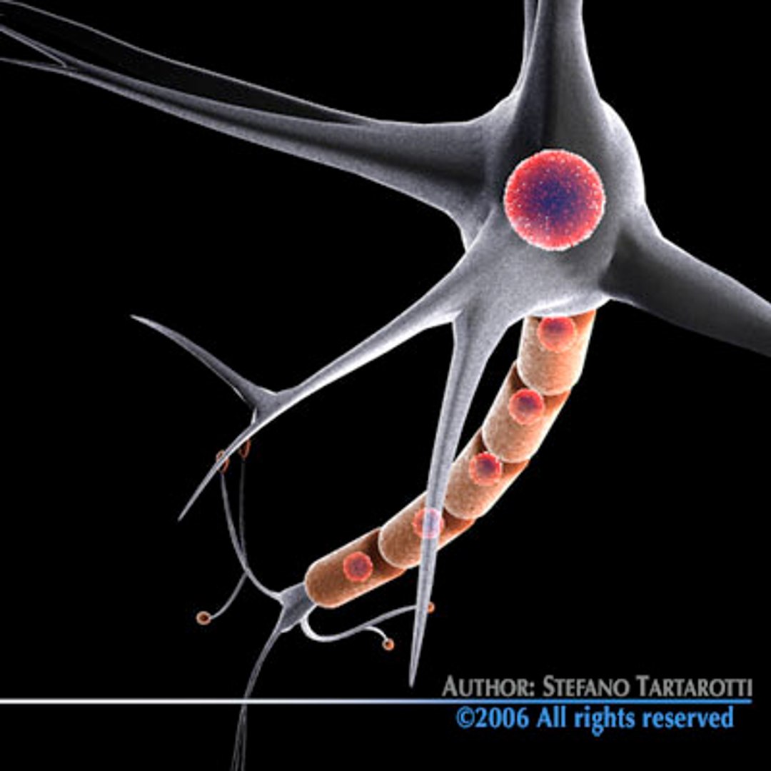 3d neuron cell https://p.turbosquid.com/ts-thumb/mO/NNLUIn/O9zOhygS/neurone16/jpg/1162644594/1920x1080/fit_q87/507d8740b77c1e060a02c0b44da8986f938ba97a/neurone16.jpg