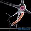 Neuron cell