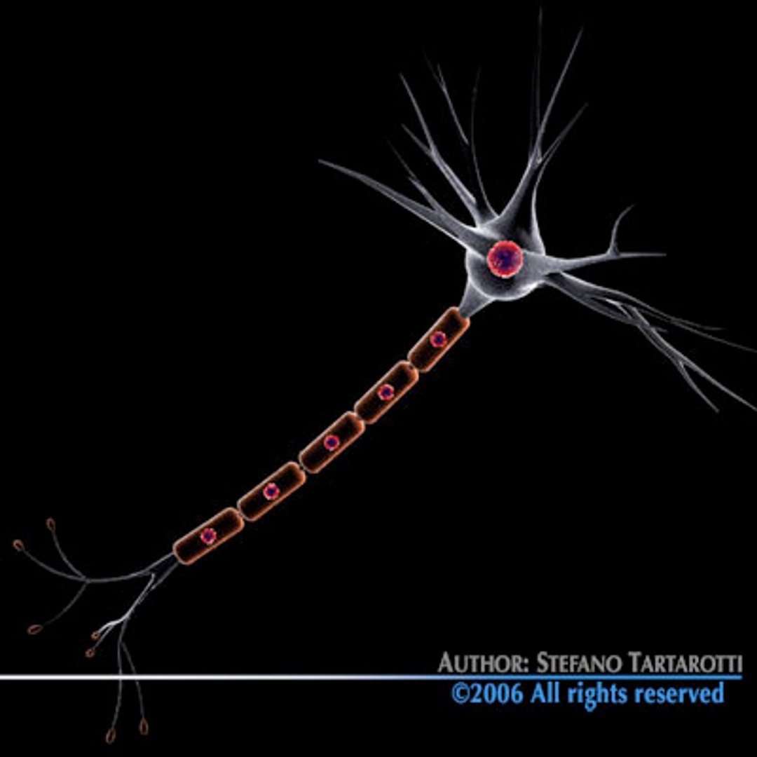 3d neuron cell https://p.turbosquid.com/ts-thumb/mO/NNLUIn/kvjmSwXj/neurone10/jpg/1162644565/1920x1080/fit_q87/4eb9e240c3812060a8d408e8a7589664007784c8/neurone10.jpg