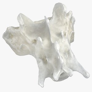 Domestic Cat Sacrum Bone 01 S1 S3