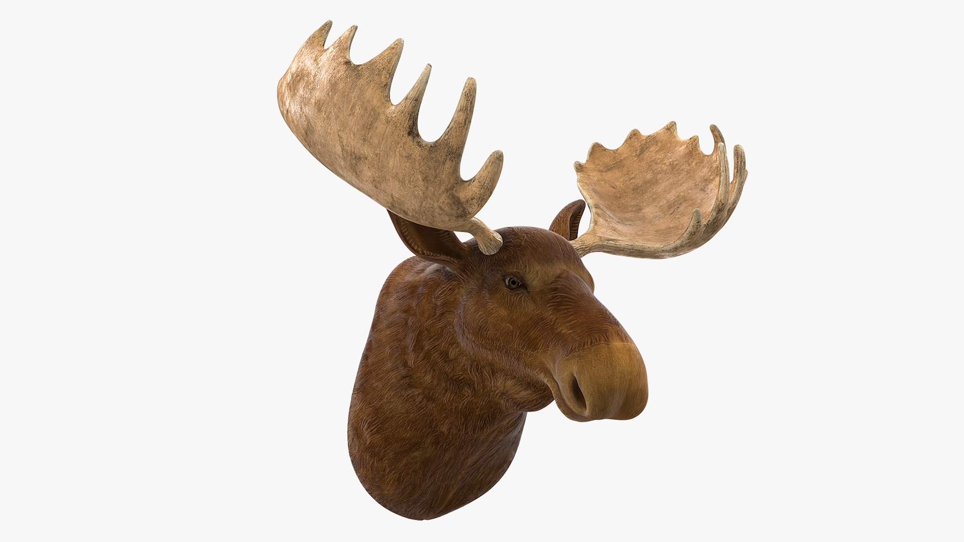 3D Moose Head Trophy Model TurboSquid 1452164 Mooseheadtrophyvray3dmodel001