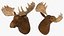 Moose Head Trophy