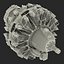Radial Engine Pratt and Whitney R-2800