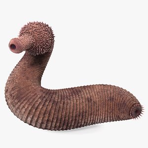 3D Ottoia Relict Marine Worm Rigged model