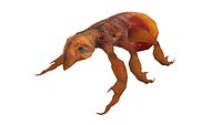 Fleas Insect Tick Louse 3D model Low-poly 3D model