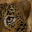 3d model texturing leopard