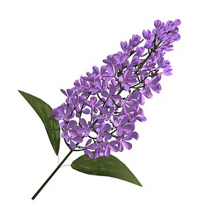 Lilac
