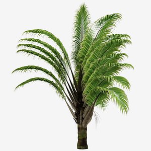 Set of Dypsis decaryi or Triangle Palm Tree - 2 Trees 3D model