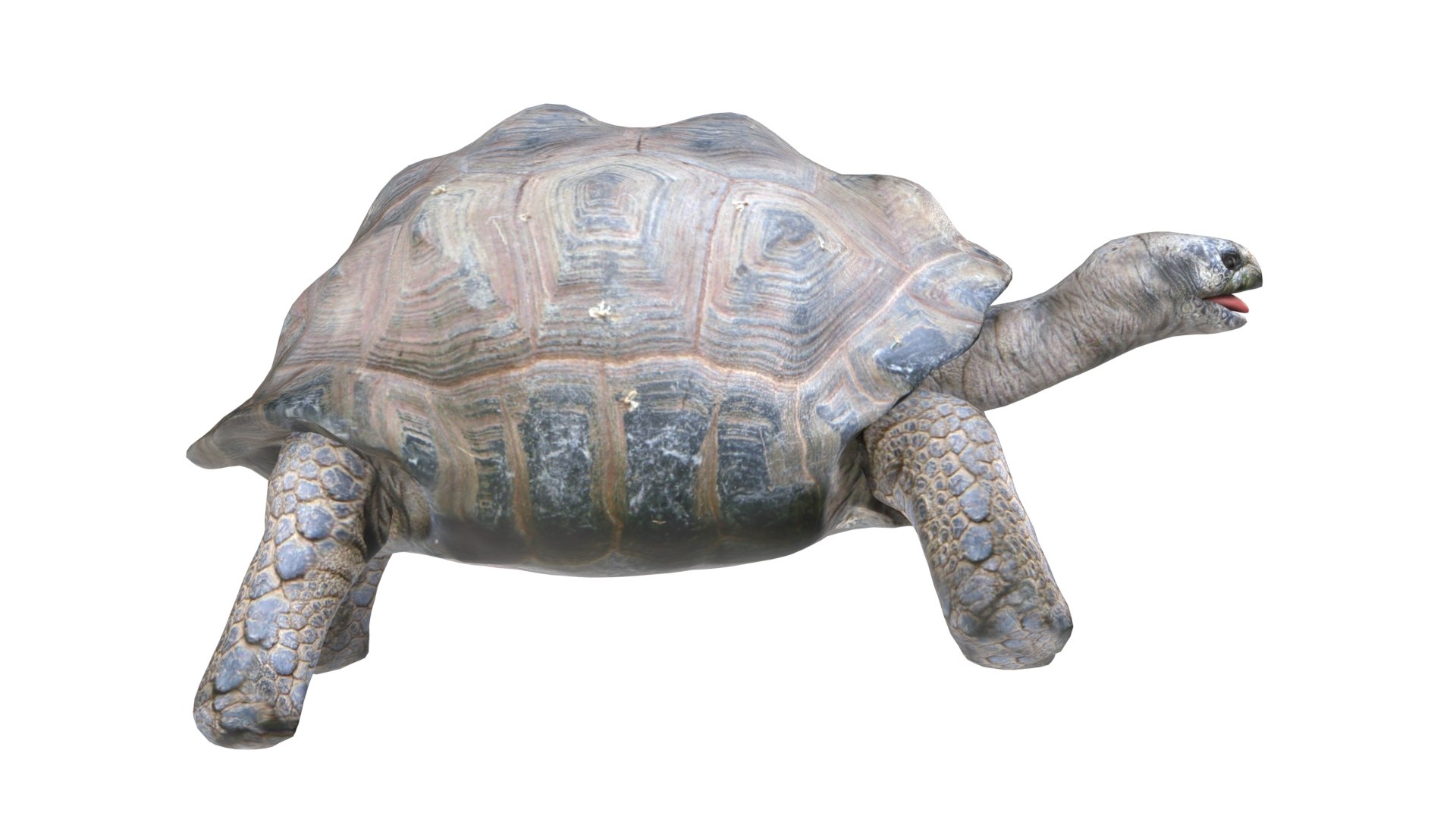 3D Tortoise model https://p.turbosquid.com/ts-thumb/mP/9s8T4e/1k/3/jpg/1785211277/1920x1080/fit_q87/f079dd8572f9671ec35eb6c51ceffa535d921a3d/3.jpg