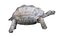 Tortuga