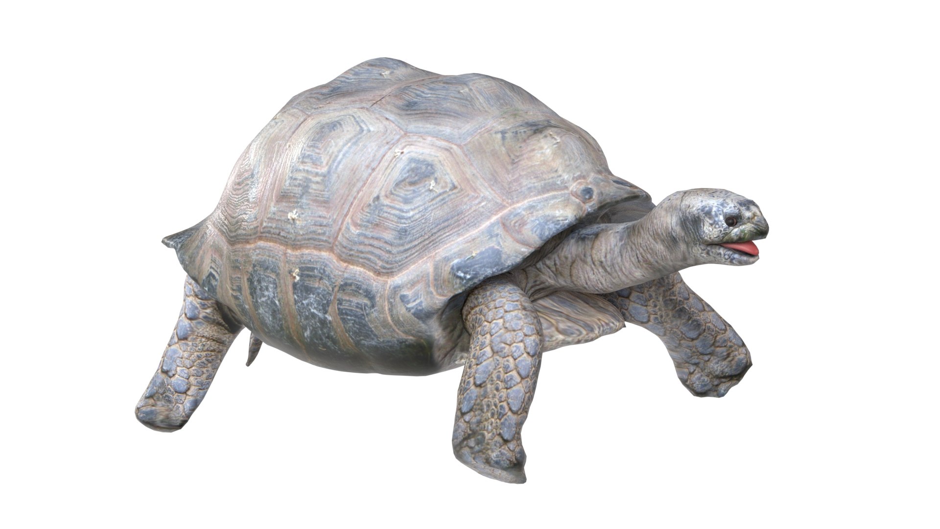 3D Tortoise model https://p.turbosquid.com/ts-thumb/mP/9s8T4e/FC/2/jpg/1785211276/1920x1080/fit_q87/54991218d354098e79ff41978bda76b6a50a7f4b/2.jpg