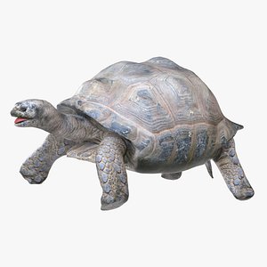 3D Tortoise model