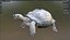 Tortuga