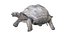 Tortuga