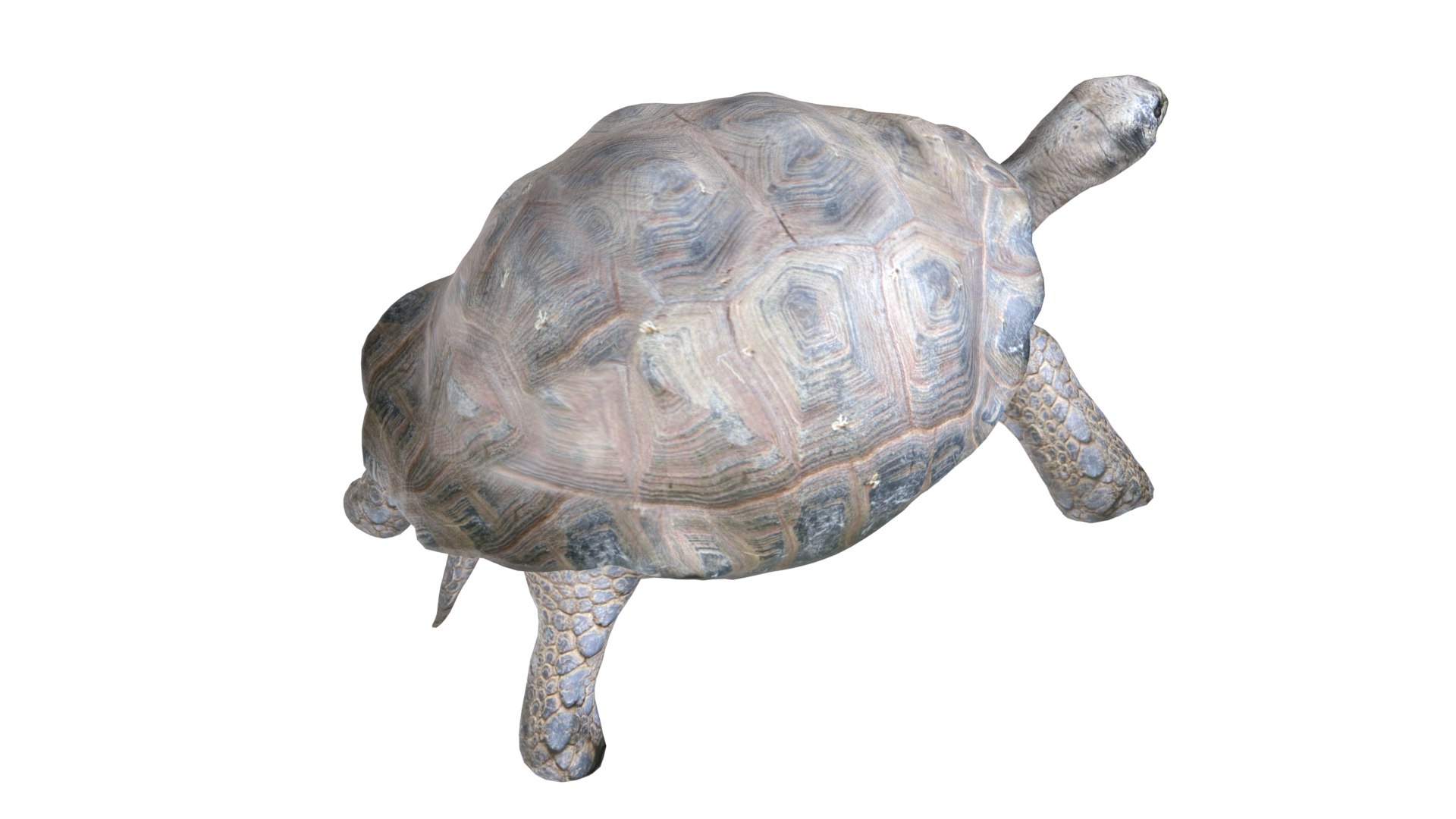 3D Tortoise model https://p.turbosquid.com/ts-thumb/mP/9s8T4e/vr/4/jpg/1785211282/1920x1080/fit_q87/0350d761108de276aa1f73f02203b7a10822124e/4.jpg