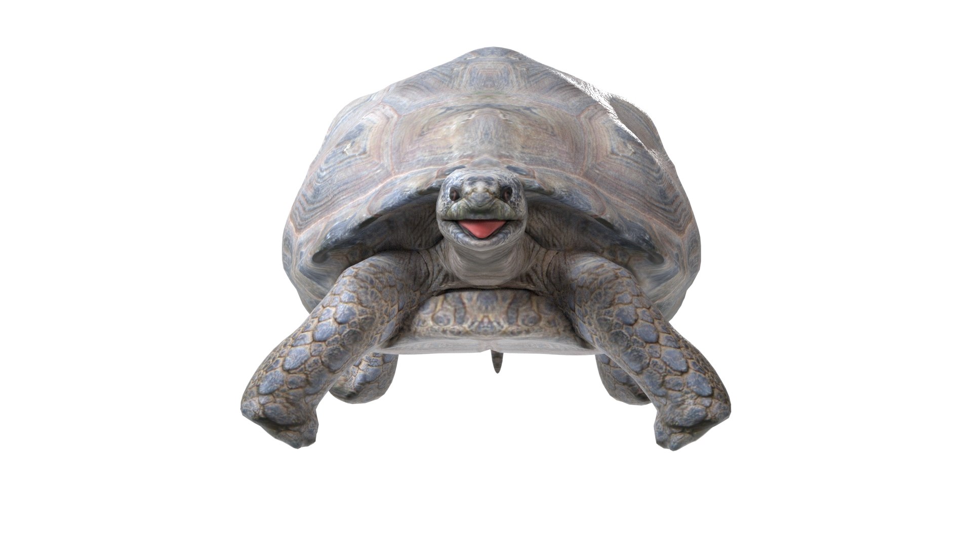 3D Tortoise model https://p.turbosquid.com/ts-thumb/mP/9s8T4e/zg/5/jpg/1785211286/1920x1080/fit_q87/bae0c35a39a5bff9a7281b50a891756fe99aeb1c/5.jpg