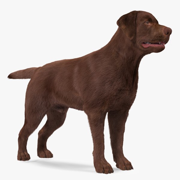 3D model Labrador Dog Brown Rigged Fur
