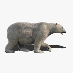 Polar Bear Fur Animated