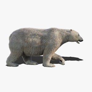 Polar Bear Fur Animated