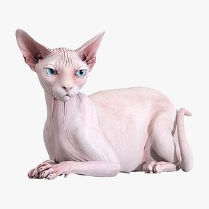 Sphynx Cat Pink Rigged