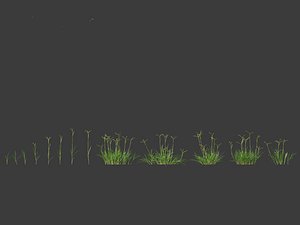 3D model Dactyloctenium aegyptium - Egyptian crowfoot grass