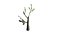 Tree Sample