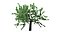 Tree Sample