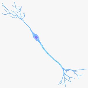 Bipolar Neuron