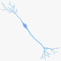 Bipolar Neuron