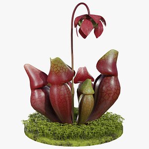 Sarracenia purpurea model