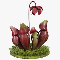 Sarracenia purpurea