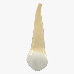 3D human teeth upper canine model