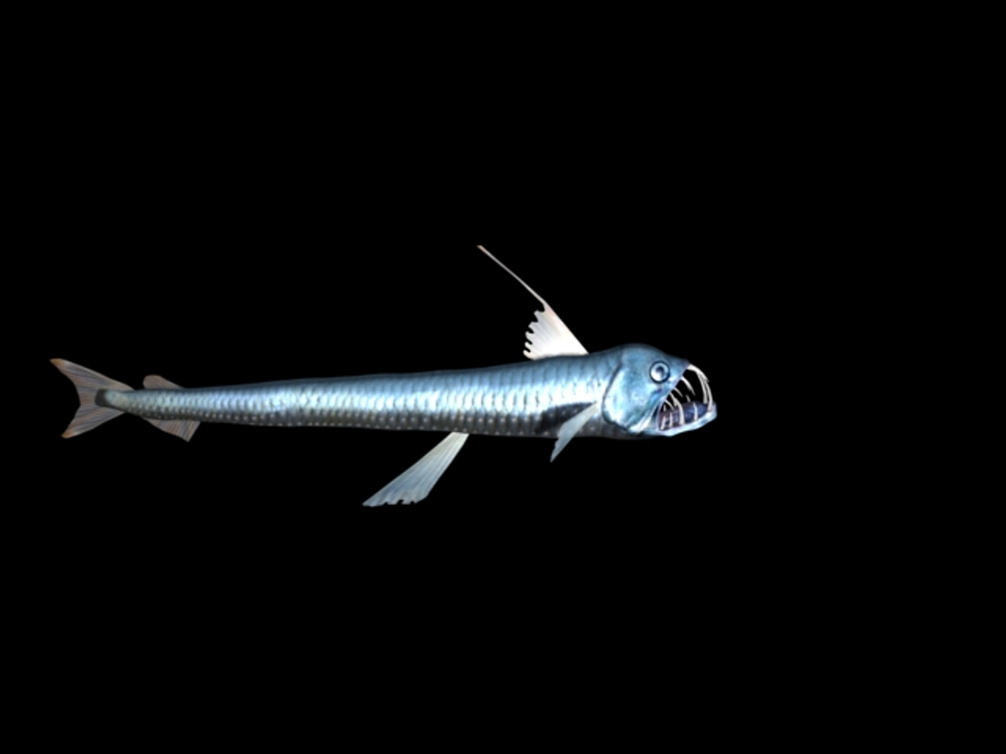 Max Viper Fish Chauliodus Sloani