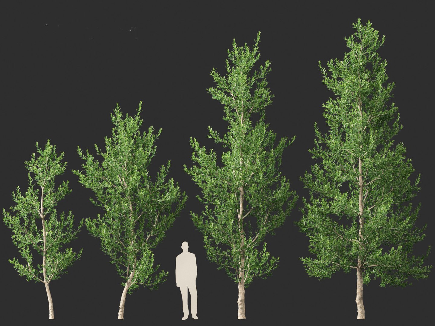 Agathis Robusta - Queensland Kauri Model - TurboSquid 2114092