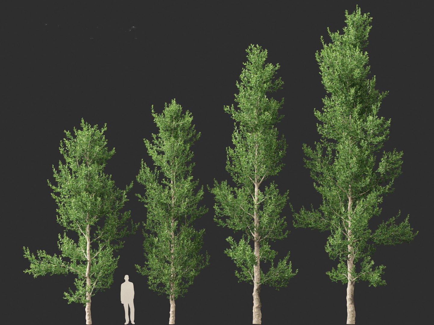 Agathis robusta - Queensland kauri model - TurboSquid 2114092