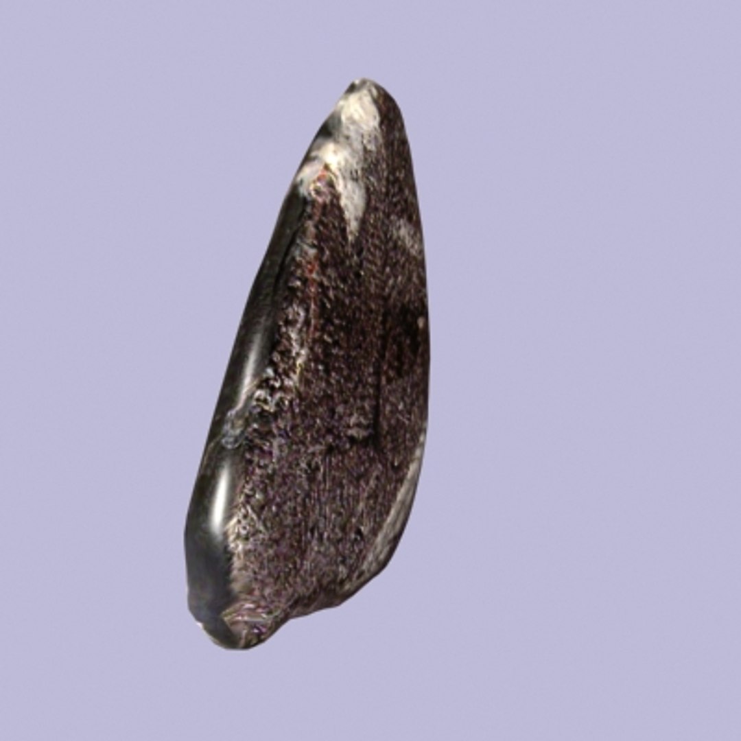 3d model obsidean fern fossil https://p.turbosquid.com/ts-thumb/mQ/Ga4ELt/dhJnkxsR/obsideangeode0131/jpg/1291218247/1920x1080/fit_q87/d661725b215bca971169bc195b380db09d29fc9d/obsideangeode0131.jpg