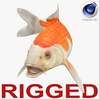 Harivake Koi Fish Rigged for Cinema 4D