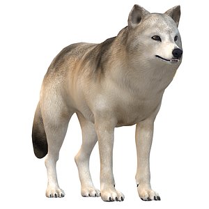 Gray wolf