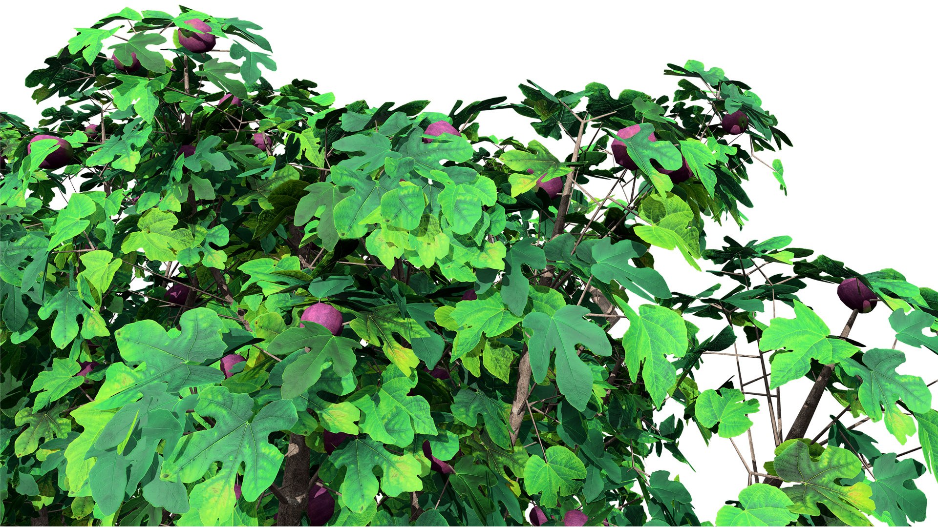 3D Realistic Fig Tree With Fruits - TurboSquid 2355122