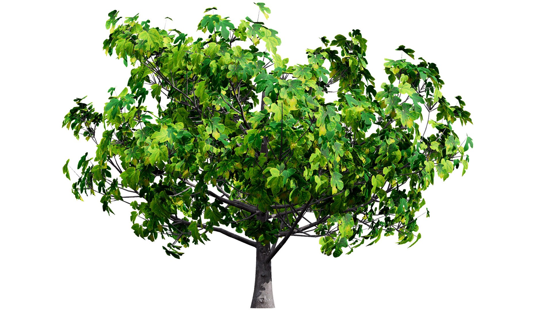3D Realistic Fig Tree With Fruits - TurboSquid 2355122