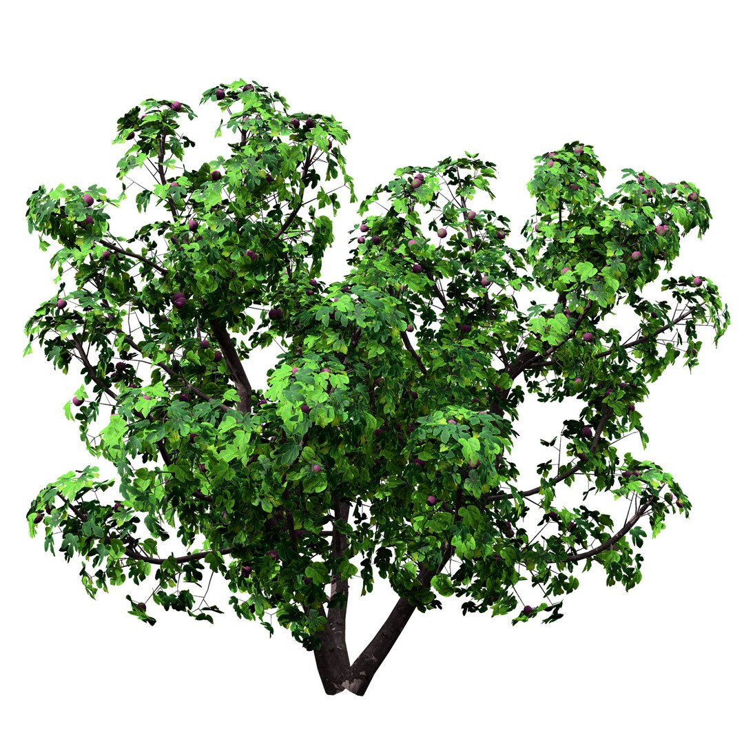 3D Realistic Fig Tree With Fruits - TurboSquid 2355122