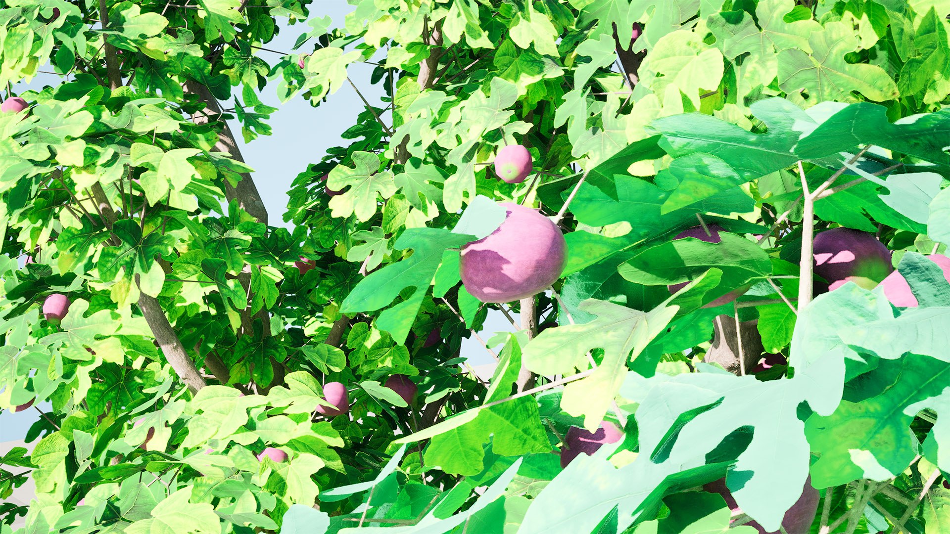 3D Realistic Fig Tree With Fruits - TurboSquid 2355122