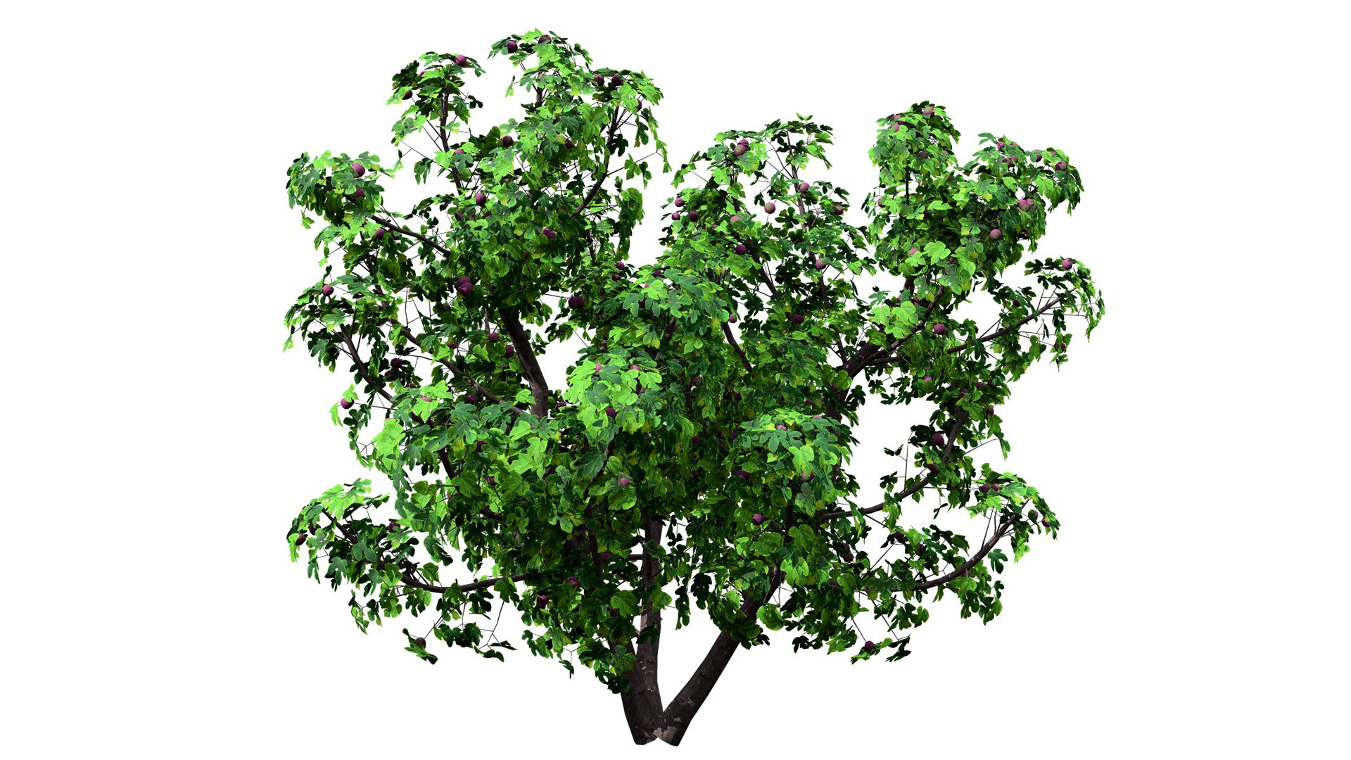 3D Realistic Fig Tree With Fruits - TurboSquid 2355122