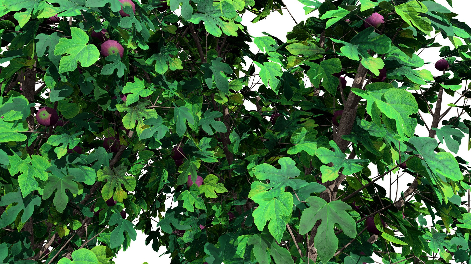 3D Realistic Fig Tree With Fruits - TurboSquid 2355122
